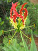 Flame Lily