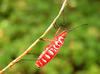 red bug