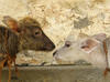 Buffalo Calves
