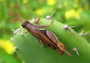Grasshopper