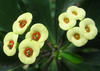 Cactus Flower