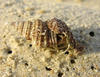 Hermit Crab