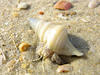Hermit Crab
