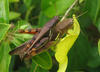 Insects Mating