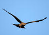 Kite in flight