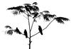 silhouette of birds
