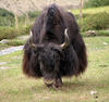 Yak Grazing