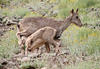 Blue Sheep & Suckling Calf