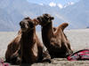 Bactrian Camels