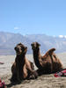 Bactrian Camels