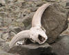 Sheep Skull