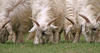 Herd of Sheep