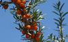Sea-buckthorn Berries