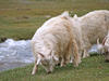 Herd of Sheep