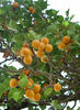 Apricots on the tree