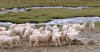 Herd of Sheep