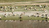 Sheep in the Grasslands