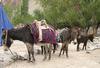 Pack Mules