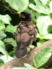 Myna