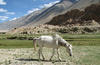 Horse in the Grasslands