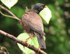 Myna