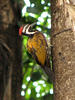 Woodpecker