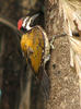 Woodpecker