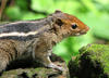Indian Palm Squirrel 