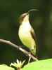 Sunbird