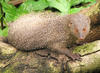 Mongoose