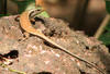 Garden Skink