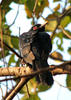 Cuckoo
