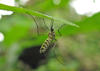 Mosquito