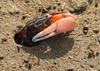 River Crab