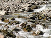 Stream
