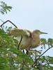 Pond Heron