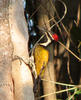 Woodpecker