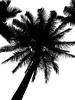 Coconut tree