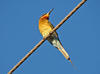 Bee-eater