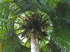 Coconut tree