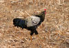 Rooster