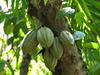 Cocoa pods