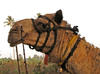 Camel Portrait