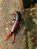 Earwig