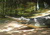 The Gharial