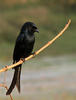 Passerine