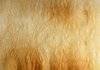 Baked Paper Texture