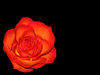 Red rose
