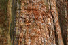 Red bark