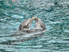 Dolphins. Give us a kiss
